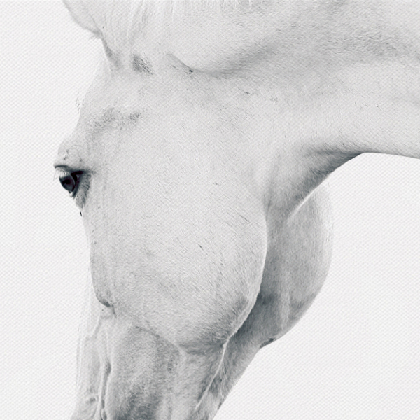 Картина в раме Horses White-11413